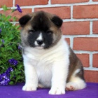 AKITA INU TATA