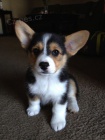 Miniaturn tata Pembroke Welsh Corgi na prodej.