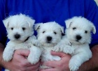 Prodm mini mini tata West Highland White Terriers