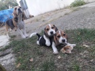 Beagle tata na prodej