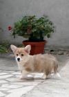 Pembroke Welsh Corgi TOP tata