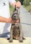 Cane Corso tata