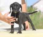 Cane Corso tata