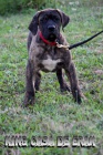 Presa Canario krsn ttka