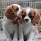 Prodm mini okovan tata Cavalier King Charles Spaniel.