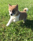 tata shiba inu