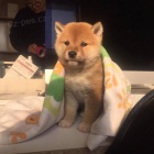 Prodm tata shiba inu