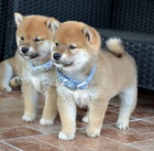 Shiba Inu tata