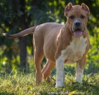 American Bully 