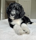 Prodm tata AUSSIEDOODLE.