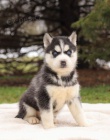 Prodm tata Pomskies (kenec sibisk husky a pomeranian)