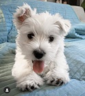 Prodm mini mini tata West Highland White Terriers