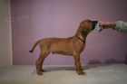 Rhodsk ridgeback statka z PP po super rodiich