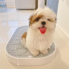 Prodm tata SHIH TZU