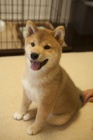 SHIBA INU K Adopci