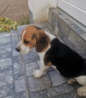 Beagle krsn ttka