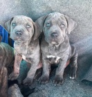 Prodm zdrav okovan tata italskho Cane Corso