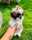 Prodm tata SHIH TZU