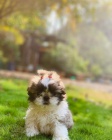 Prodm tata SHIH TZU