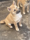 Shiba Inu tata