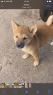 Shiba Inu tata