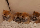 Shiba Inu tata