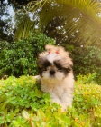 Prodm tata SHIH TZU