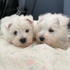 Prodm tata West Highland White Terriers