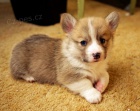 Prodm tata Pembroke Welsh Corgi.