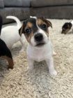 Prodm zdrav tata jack russell terira.