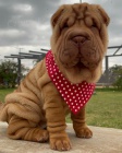 Prodm zdrav tata okovan shar-pei.