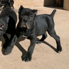 Prodm okovan tata italskho Cane Corso