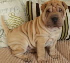 Shar-pei tata na prodej.