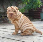 Shar-pei tata na prodej.