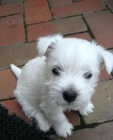 Prodm tata West Highland White Terriers