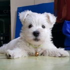 Prodm tata West Highland White Terriers