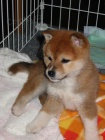 Prodm tata shiba inu