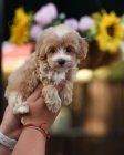 Prodm tata Maltipoo.