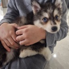 Prodm tata Pomskies (kenec sibisk husky a pomeranian)