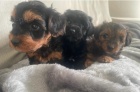 YORKIPOO MINI TN