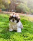 Prodm tata SHIH TZU