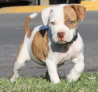 Prodm tata americkho pitbull terira