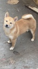 Shiba Inu tata