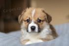 Welsh Corgi Pembroke - Chovate�sk� stanica CaramelAnarchy.sk
