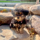 YORKIPOO TATA K ADOPCI