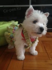 Prodm mini mini tata West Highland White Terriers