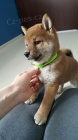 Prodm tata shiba inu