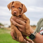 TATA VIZSLA