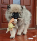 Nmeck pic vl / keeshond tata s PP