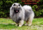 Nmeck pic vl / keeshond tata s PP